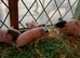 Assorted Skinny pigs for sale 2026