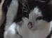 3 beautiful kittens for sale