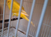This yaer cock bird, healthy and fit bird