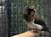 4 Bengali finches 2 are crested and one white with red eye