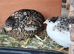 Button quail 1 male 4 laying female