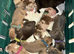 Staffy puppies