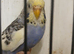 2026 Budgies early to late bred