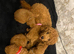 Beautiful 4th generation Red Minature Poodle Pups