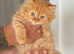 Available now Pedigree British Longhair kittens TICA registered