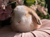 Mini lop