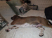 Basset Hound cross