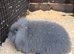 Lop bunnies