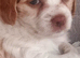 Maltipoo Puppies