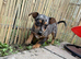 Jack Russel x Chihuahua