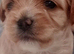 Tytuł;Adorable Hybrid Puppies – Cockapoo( maltipoo)
