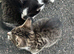 5 Beautiful 8-Week-Old Kittens