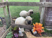 Swiss valais blacknose