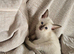 Siamese little boy