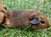 California x brothers Guinea pigs, ip3