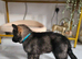 Pedigree German Shepherd Puppies