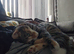 Rehoming 2 begal cross cats
