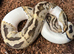 Ball python fire pied