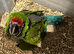 Selling baby handreared military macaw