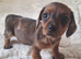 Daschund puppies