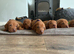 Gwens puppies