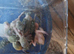 Baby lovebirds for hand rearing