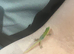 Gold dust day geckos CB26