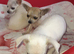 Chihuahua pups