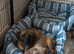 Ready now 4 beautiful cane Corso pups 1 girl 3 boys
