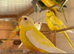 Baby Splendid grass parakeets