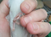 Baby budgies