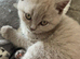 Beautiful bsh kitten