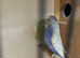 Breeding pair of budgies