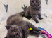 British Shorthair Kitten