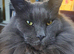 Maine coon boy