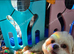 Stunning shihtzus puppies 1 girl £945
