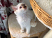 Ragdoll kitten
