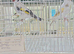 Siberian goldfinch pairs all DNA