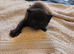 3 kittens looking for forever homes