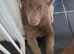 Kc reg german shepherd pups
