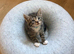 British Shorthair Cross kittens