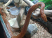 Corn snake
