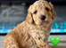 BOY cockapoo ready Friday 15th
