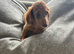 KC REG Long Haired Miniature Dachshunds