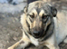 MEET NELL – AN EXCEPTIONALLY GENTLE GIRL DREAMING OF A FAMILY