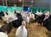 Turkeys