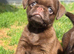 Three chocolate Griffon Boys
