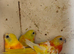 Red opaline parakeet for sale