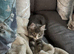 Maincoon kitten boy