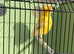 Proven Lancashire canary hen